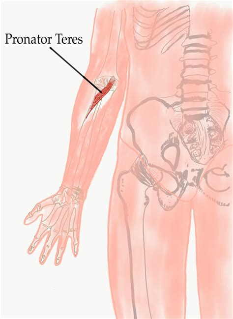 pronator teres tightness